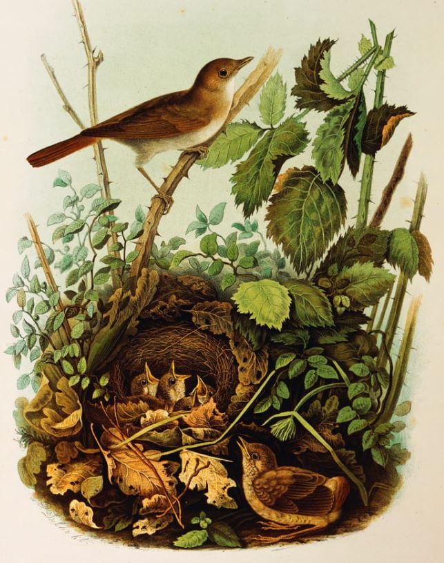 La Vena Poetica dell’Usignolo