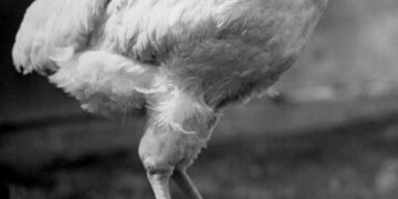 La seconda vita del “Pollo senza Testa”