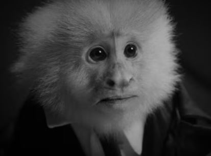 L’Ultima Follia di David Lynch: il cebo assassino “Jack”