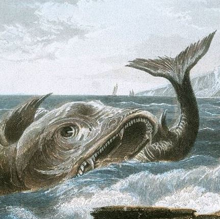 Mocha Dick, la vera “Balena Bianca”